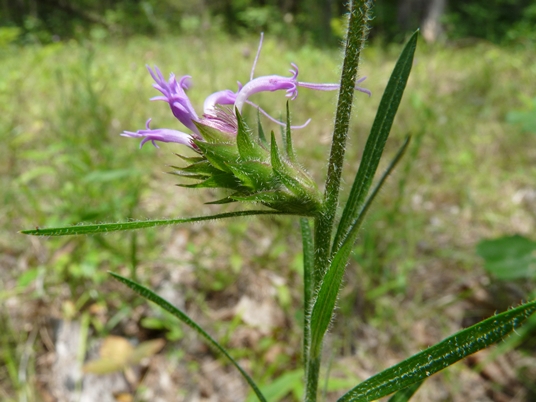 {Liatris squarrosa}